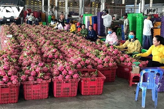 Son La red-fleshed dragon fruit shipped to Italy