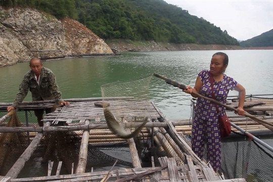 Caged fish at hydroelectric reservoir