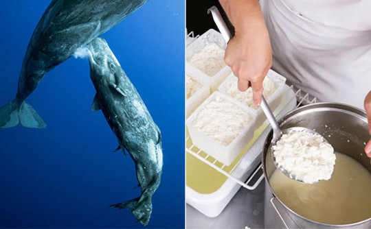 Sữa cá voi có thể dùng làm phô mai không?