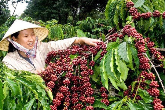 Germany is largest importer of Vietnamese coffee