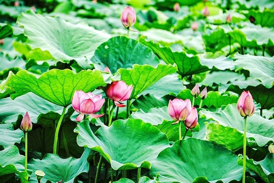 Hà Nội to host first ever lotus festival