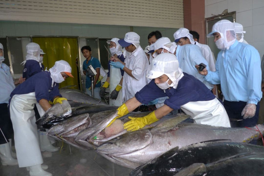 Germany remains largest consumer of Vietnamese canned tuna in EU