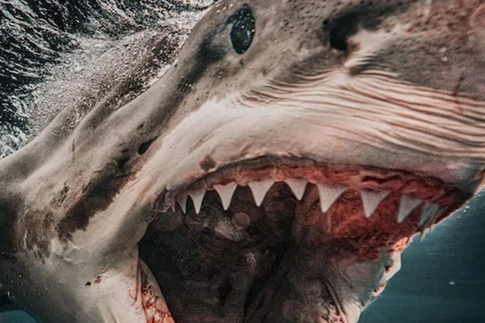 Vì sao cá mập tấn công con người?