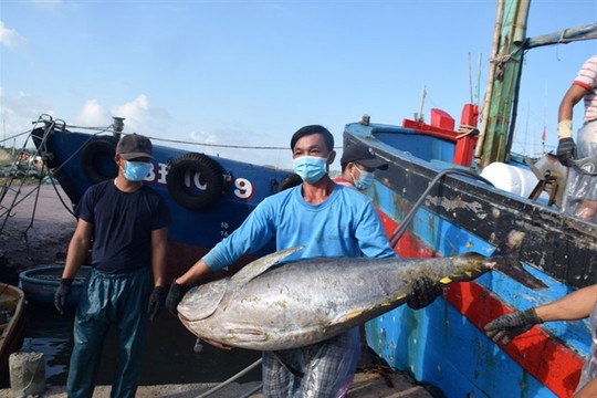 Bình Định Festival to promote sea tuna delicacies