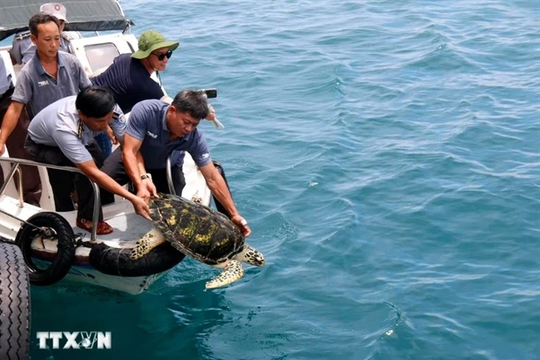 Rare sea turtles released to nature