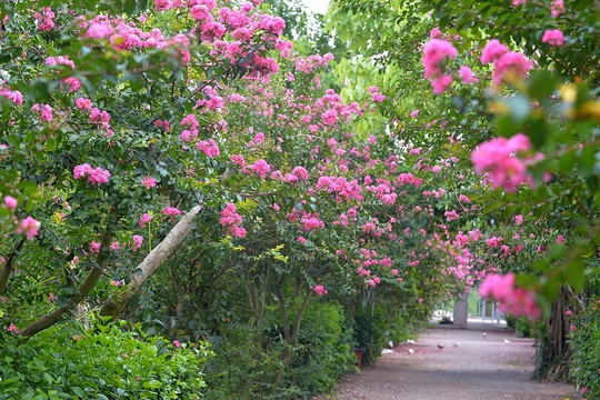 Vườn hoa tường vi 120 cây ở Hà Nội bung nở đầu mùa, khung cảnh đẹp như cổ tích 
