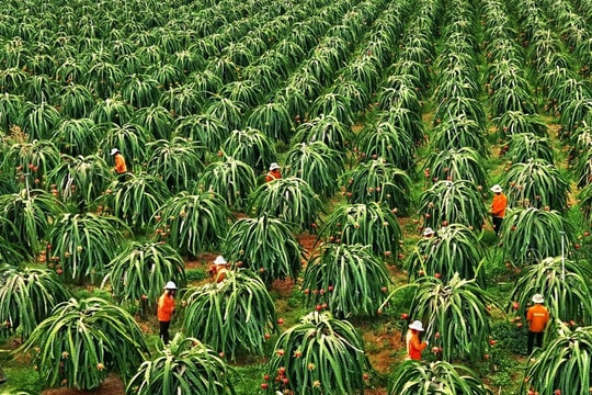 Dragon fruit farms in Binh Thuan Province shrink