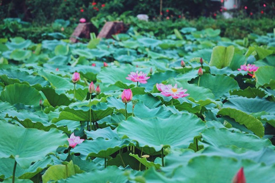 Hanoi to hold first lotus festival next month