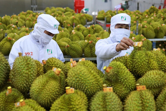 Vietnam sees upsurge in durian exports