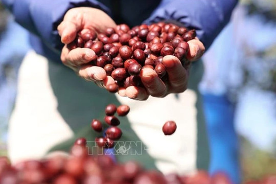 Vietnam’s Arabica promoted at World of Coffee Copenhagen