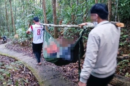 Nữ du khách bị cây đè tử vong trên đường đi chơi thác K50