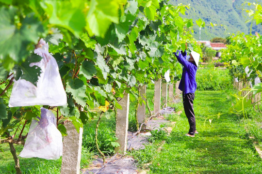 Danang vineyard attracts visitors