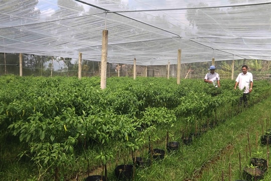 Trà Vinh Province vegetable farmers earn high profits