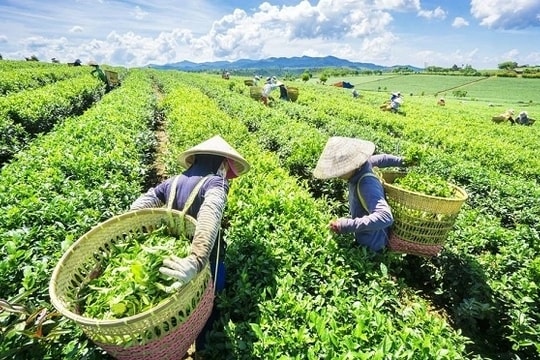 Tea exports enjoy double-digit growth in first half