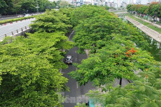 Trees help to ease blazing heat in Hanoi