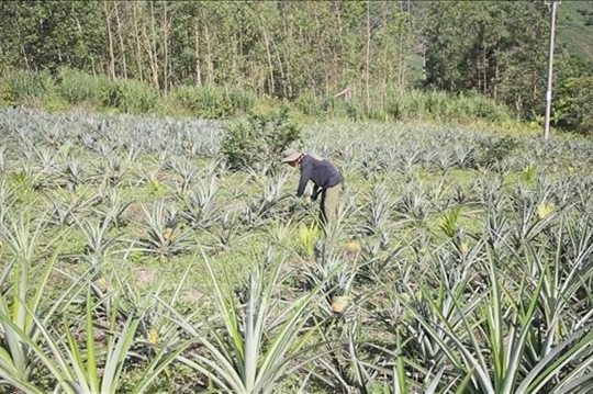 Quảng Ngãi Province successfully pilots pineapple farming model