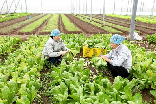 Hà Nội makes efforts to promote digital transformation in agriculture