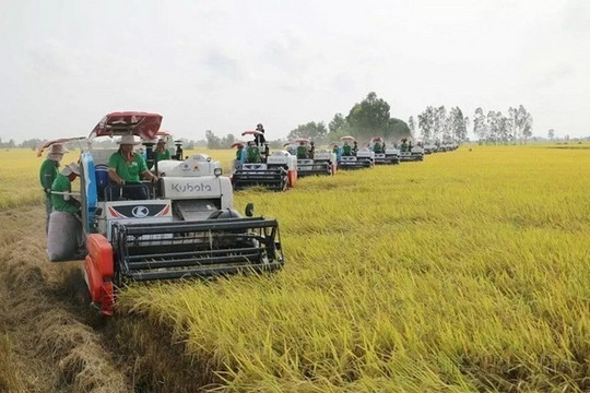 Giá lúa gạo hôm nay (13-7): Tiếp tục giảm nhẹ