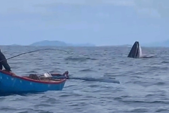 Ngư dân giáp mặt cá voi dài gần 8m ở vùng biển Bình Định