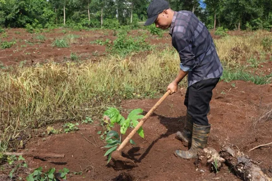 Bà Rịa - Vũng Tàu farmers grow more cacao trees