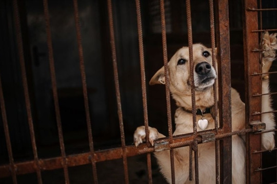 Animal rights groups to mark South Korea’s ‘first dog meat-free ‘boknal’’