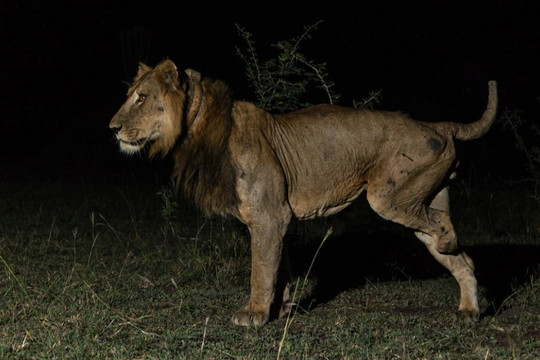Chú sư tử được mệnh danh "vị vua bất tử" trên đồng cỏ châu Phi
