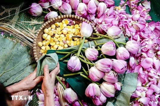 Hanoi aims to promote lotus tourism