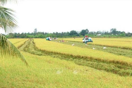 Quality varieties spur Vietnamese rice industry's growth: experts