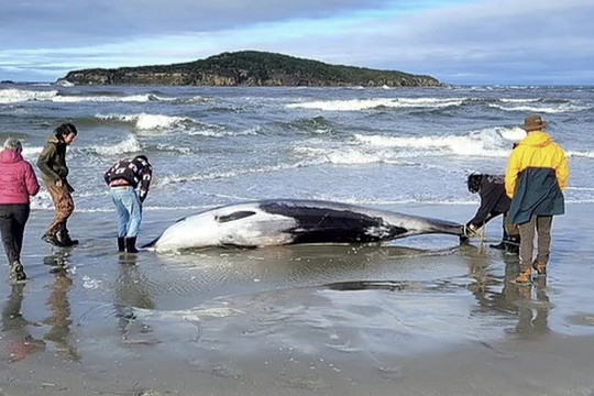 Xác cá voi bí ẩn và hiếm nhất thế giới trôi dạt vào bờ biển