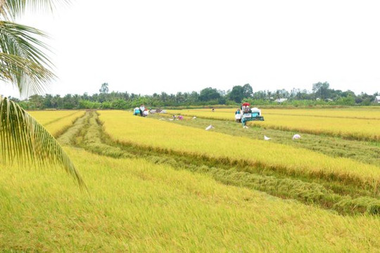 Deputy PM urges implementation of one million hectare of high-quality rice project