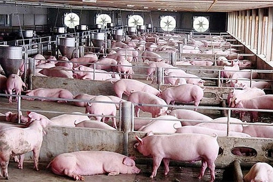 Giá lợn hơi hôm nay (21-7): Tuần qua đồng loạt giảm