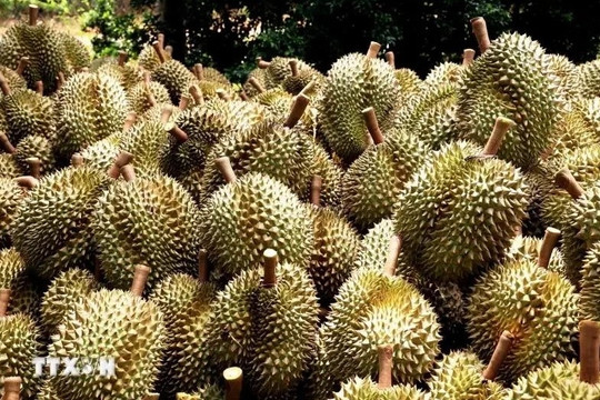 Insiders optimistic about durian export to China