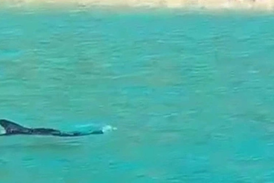 Cá heo bơi sát bãi tắm ở biển Quy Nhơn