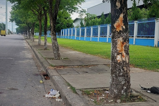 Lái xe lao thẳng vào gốc cây, 3 cô gái tử vong ở Đà Nẵng