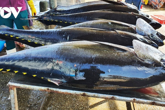 Tuna exports bring back nearly US$500 million in first half