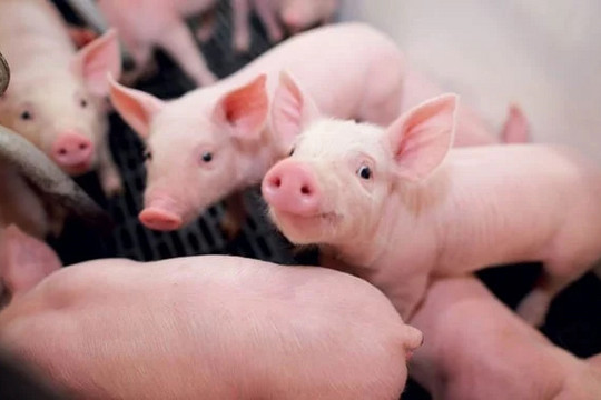 Giá lợn hơi hôm nay (25-7): Tăng 1.000 đồng/kg ở hai miền Trung, Nam