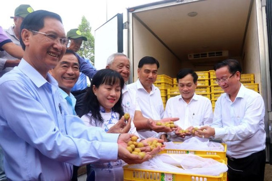 Can Tho exports 1.2 tonnes of special longan to the US