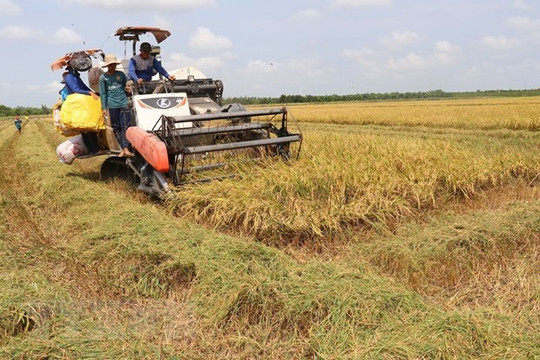 Sóc Trăng increases value of rice by improving quality