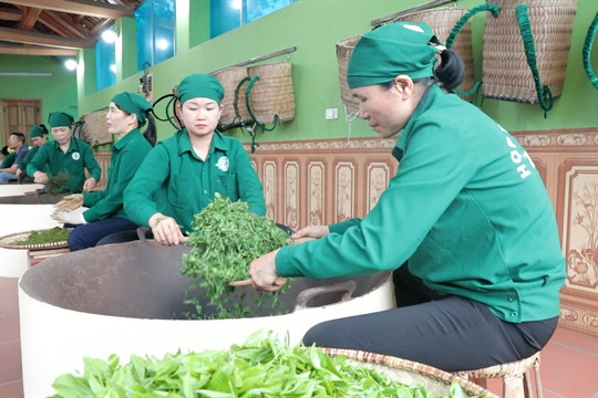 Tân Cương tea cultivation - a living heritage