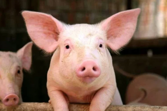 Giá lợn hơi hôm nay (27-7): Cao nhất 66.000 đồng/kg