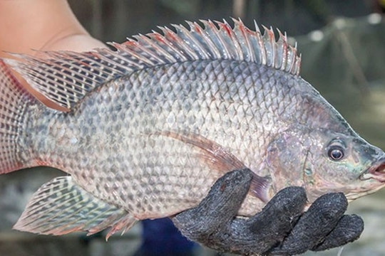 3 loại cá có nguy cơ nhiễm nhiều kim loại nặng nhất, loại đầu tiên người Việt ăn rất thường xuyên