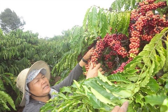 Vietnamese coffee export prices to the United Kingdom surge