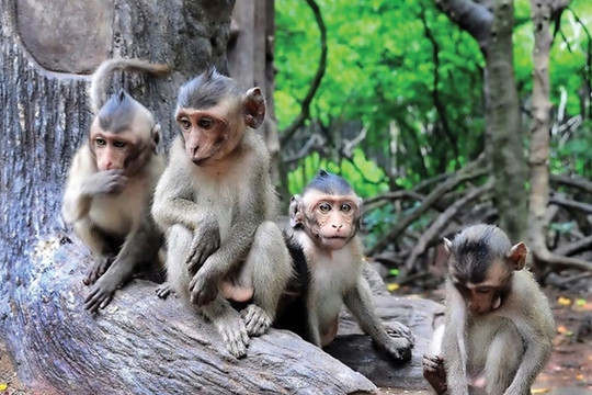 Vietnamese businesses to export monkeys to China