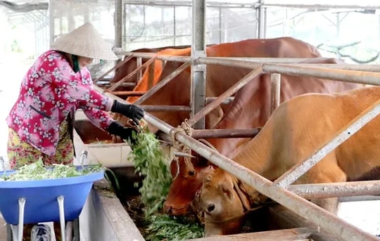 Hậu Giang Province boosts development of co-operatives