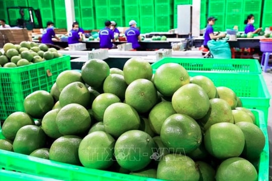 Vietnam’s fresh pomelo licensed to export to RoK