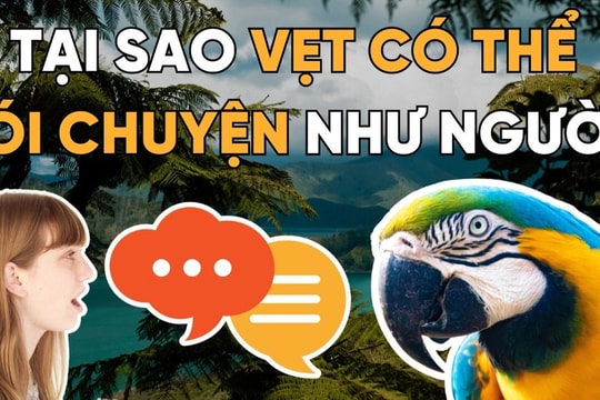 Tại sao vẹt có thể nói chuyện như loài người?