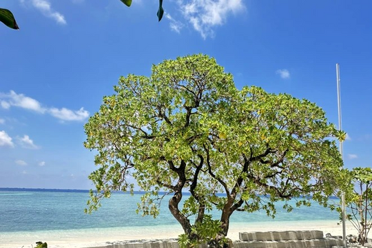 Beauty of iconic trees on Truong Sa archipelago