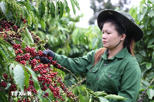 Giá cà phê hôm nay (6-8): 'Quay đầu' giảm