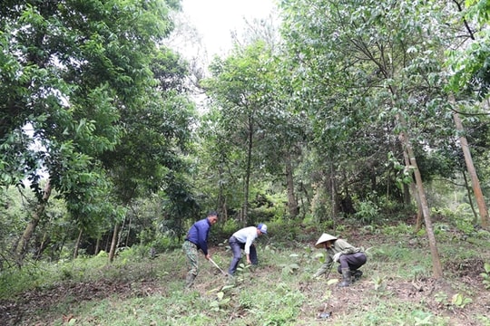 Hà Nội plans to establish medicinal plants as a key agricultural crop