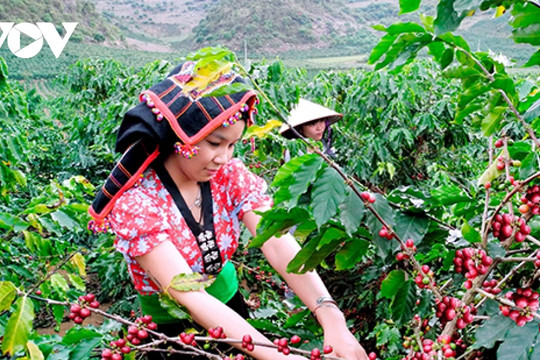 Three largest coffee import markets of Vietnam